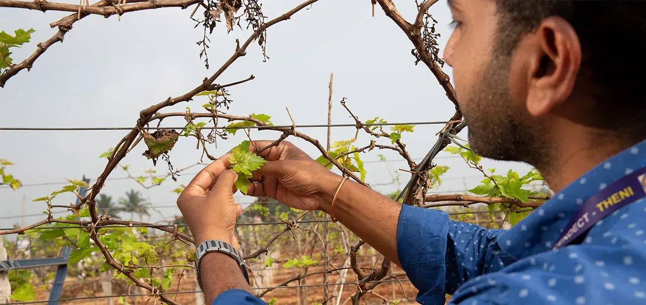 Image d'un homme dans les vignes touchant une feuille verte