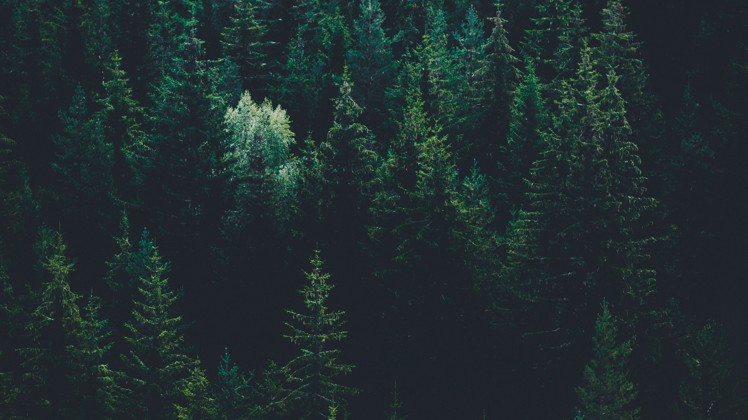 Beeld van een zeer groen sparrenbos van bovenaf gezien