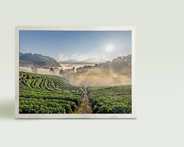 a photograph of an orange grove