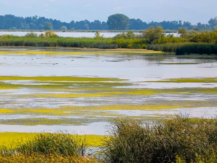 Mokřad s vrstvami zelené řasy a vzdálenými stromy u břehu jezera.