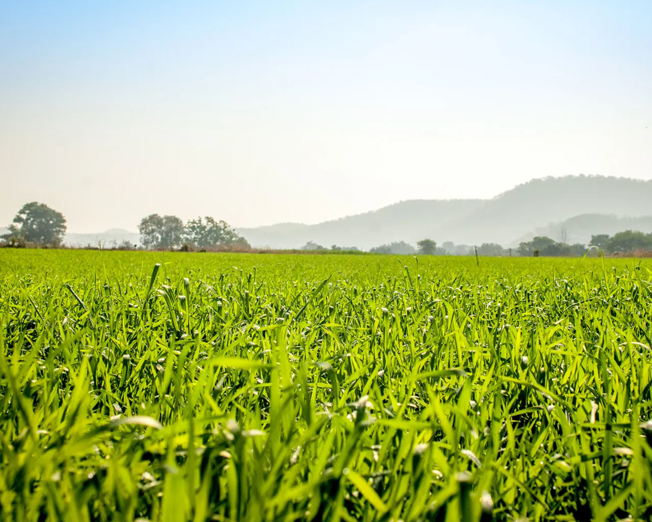 Zblízka pohled na zelenou plodinu na poli