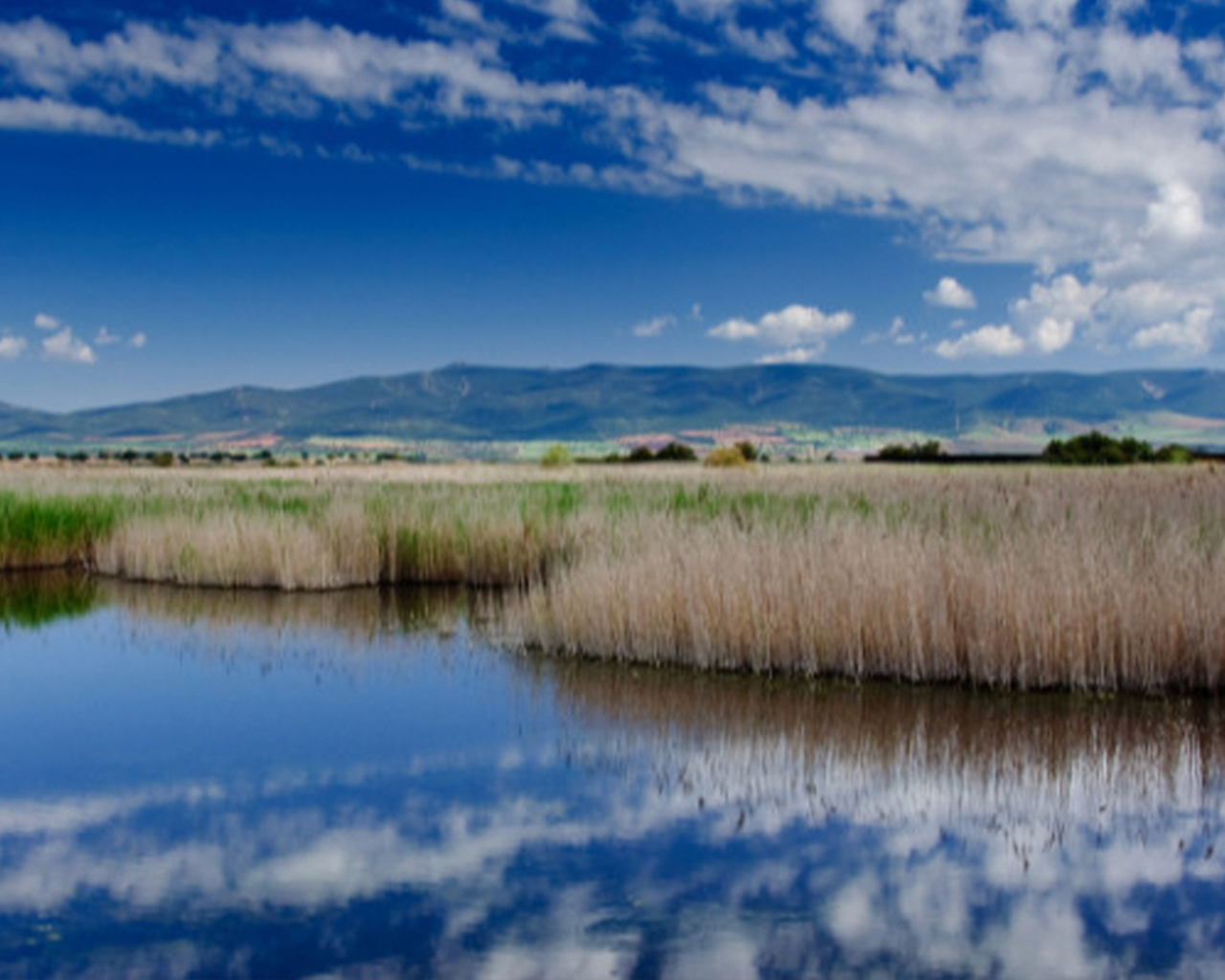 Landskab med blå himmel, bjerge, siv og vand