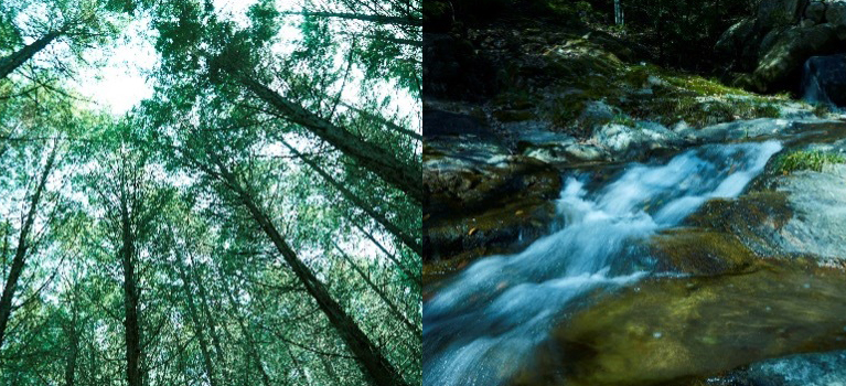 下から見上げた森と川のせせらぎの様子