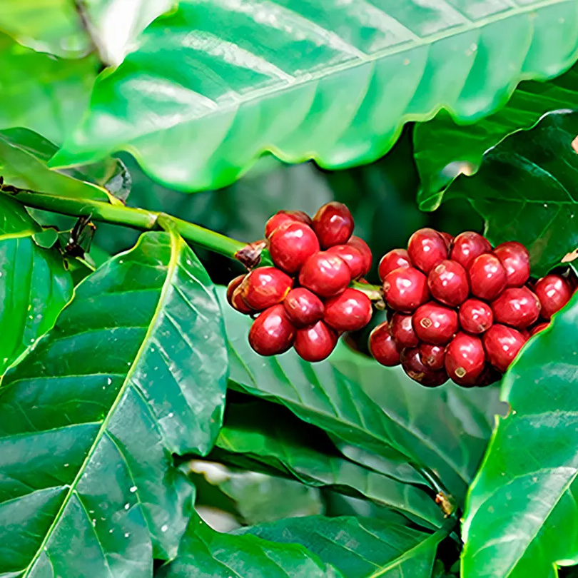 Planta de cafeto en un cultivo de café.