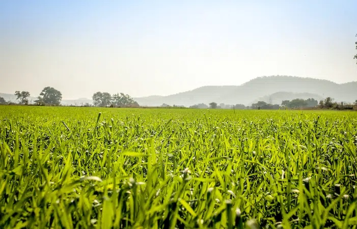 Fushë e gjerë me bar të gjelbër të ndezur ose kultura të reja nën një qiell të kthjellët, me male të mjegullta dhe pemë në distancë.